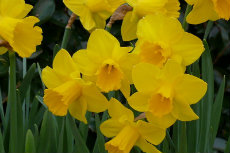 narcissus daffodil narcissus daffodil 17-230x153