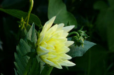 dahlia 43-230x153 dahlia 43-230x153