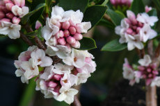 Daphne Daphne 01-230x153