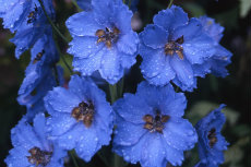 delphinium delphinium 102a-230x153
