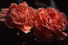 Dianthus Carnation Dianthus Carnation 010-230x153