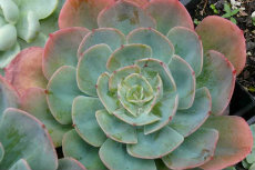echeveria echeveria 06-230x153