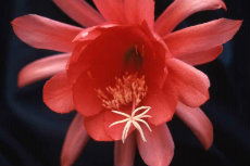 Epiphyllum Epiphyllum 06-230x153