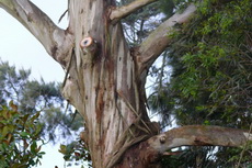 eucalyptus eucalyptus 07-230x153