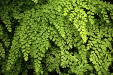Maidenhair Fern Ferns 014-230x153