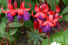 fuchsia fuchsia 02-230x153