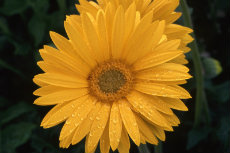Gerbera Gerbera 002-230x153