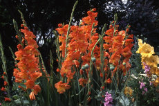Gladioli Gladioli 029-230x153