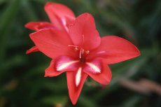 gladioli gladioli 19-230x153
