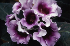 Gloxinia Gloxinia 012-230x153