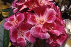 Godetia Godetia 002-230x153