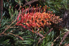 grevillea grevillea 01-230x153