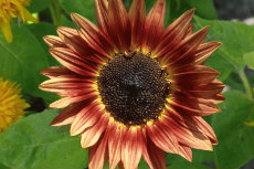 Helianthus - Sunflower Helianthus 010-230x153
