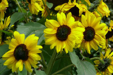 Helianthus - Sunflower helianthus 01-230x153