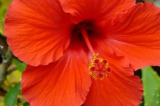 Hibiscus Hibiscus-230x153