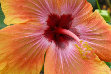 hawaiian hibiscus hawaiian hibiscus 02-230x153