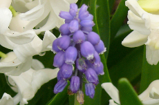 grape hyacinth grape hyacinth 01-144