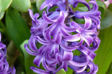 hyacinth hyacinth 03-230x153