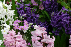 hyacinth hyacinth 23-199
