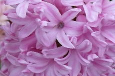 hyacinth hyacinth 35-319