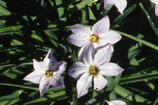 Ipheion Ipheion06-230x153