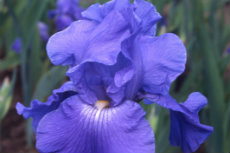 German Bearded Iris 018-230x153 German Bearded Iris 018-230x153