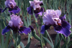 German Bearded Iris German Bearded Iris 025a-230x153