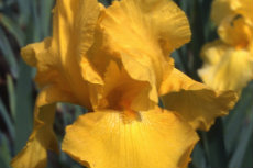 German Bearded Iris German Bearded Iris 037-230x153