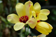Ixia Ixia 08-230x153
