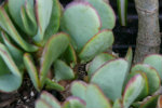bluebird jade bluebird jade-150x100
