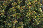 crassula-ovata-bronze-beauty crassula-ovata-bronze-beauty-150x100