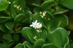 crassula crassula 02-150x100