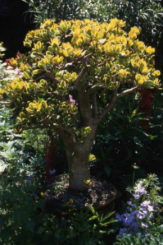 Crassula - Jade Tree - Money Tree crassula 05-230x347