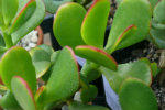 red tip jade red tip jade-150x100