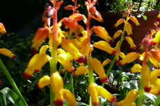 lachenalia lachenalia 06-230x153