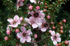 Leptospermum Leptospermum 01-230x153