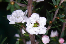 Leptospermum - Tea Tree Leptospermum 06-230x153