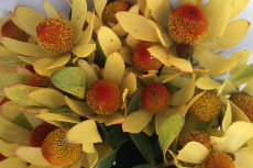 leucodendron leucodendron 09-230x153