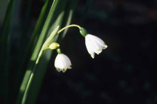 leucojum leucojum 02-230x153