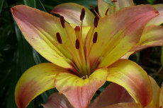 Asiatic Hybrid Lily Asiatic Hybrid Lily 03-230x153