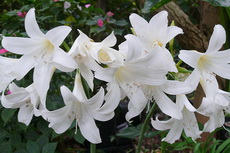 Amaryllis - Naked Lady 19mar2012 018aa-230x153