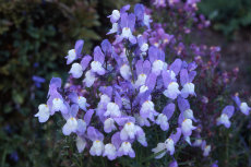 Linaria - Luck Charm Linaria 017-230x153
