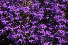 Lobelia Lobelia 050-230x153