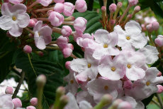luculia luculia 06-230x153