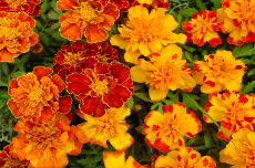 marigold marigold 01-700