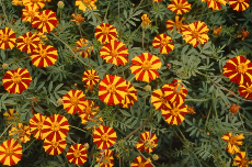 marigold marigold 10-71