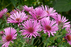 michaelmus daisy michaelmus daisy 01-230x153