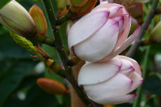 Michelia - 'Touch of Pink' Michelia 01-230x153