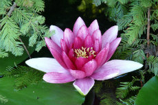 Nymphaea - Water Lily nymphaea 09-230x153