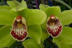 cymbidium orchid cymbidium orchid 17-230x153